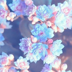 Meet your Posher, Addie